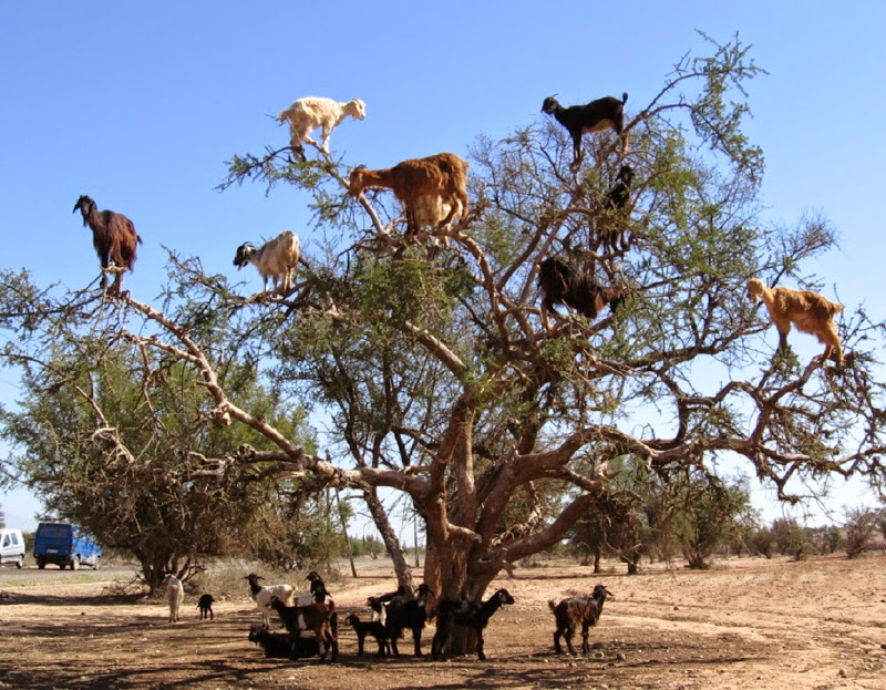 Cabras em cima de uma árvore