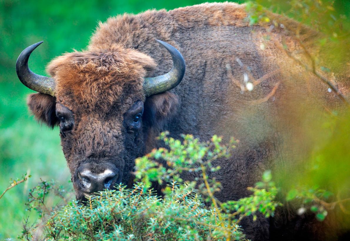 Bisonte europeu livre na natureza