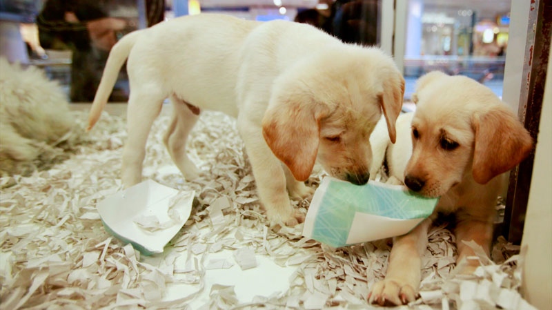 Cachorros numa loja de animais