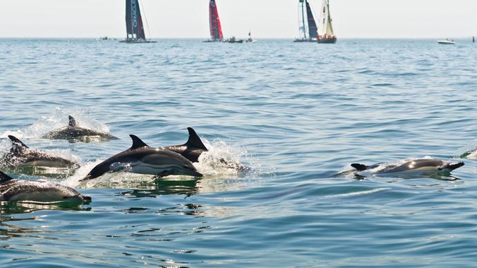 Golfinhos a nadar no Tejo