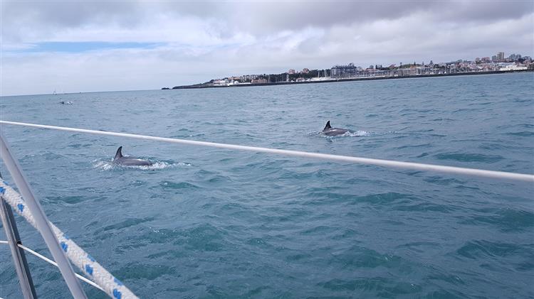 Golfinhos na Baía de Cascais