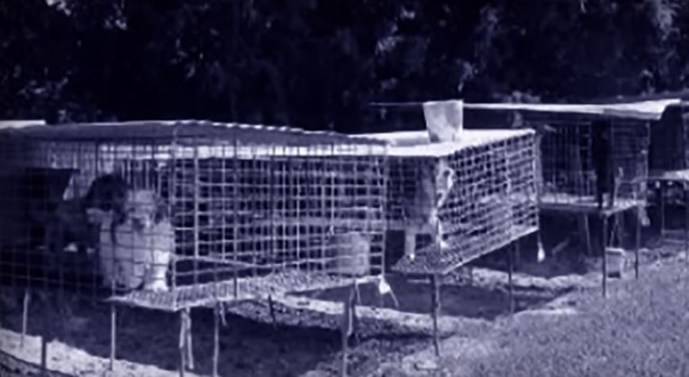 C~eas em jaulas numa puppy mill com más condições nos EUA