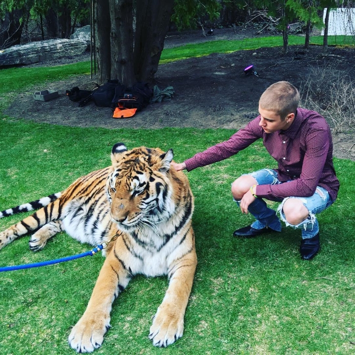 Justin Bieber e um tigre acorrentado na festa de casamento do pai