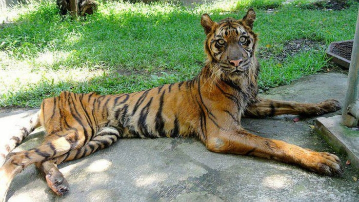 Tigre esquelético do Zoo de Surabaia