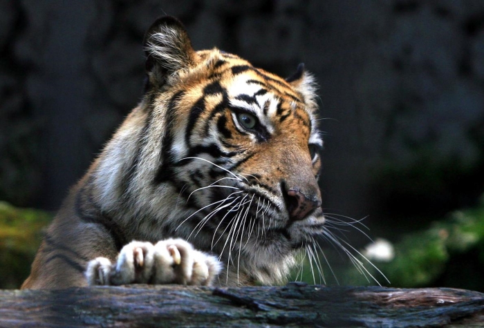 Tigre do Zoo de Surabaia