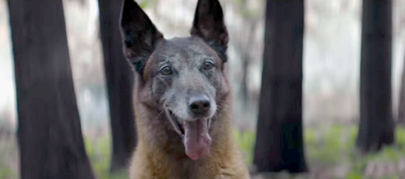 Cão abandonado na floresta