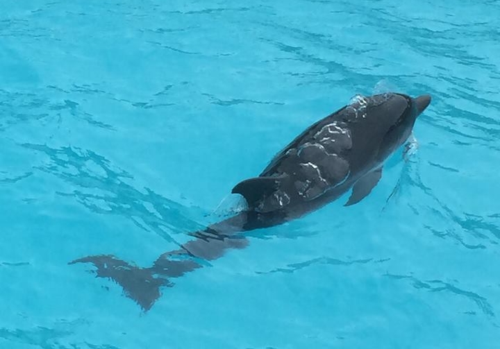 Golfinho na piscina