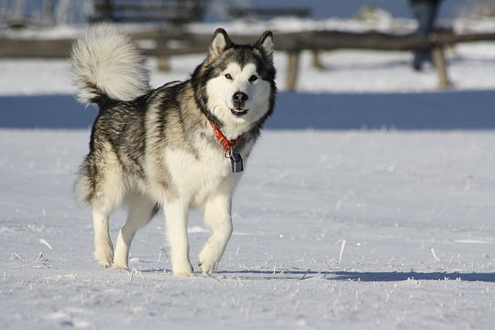 Malamute do Alasca