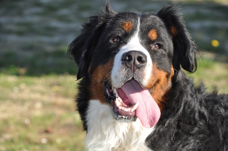 Cão