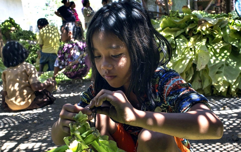 Criança a trabalhar na plantação de tabaco na Indonésia