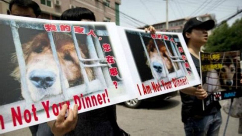 Ativistas manifestam-se contra o Festival de Yulin com cartazes