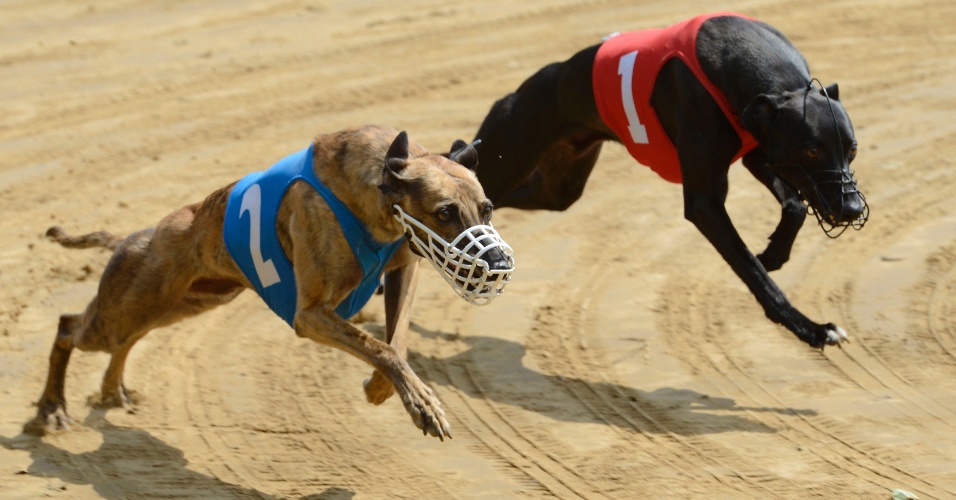 Corridas de galgos