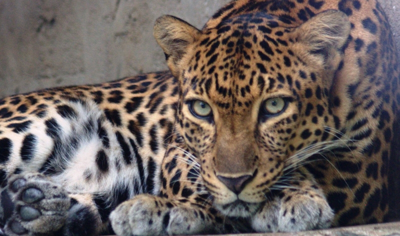 Leopardo da Indochina