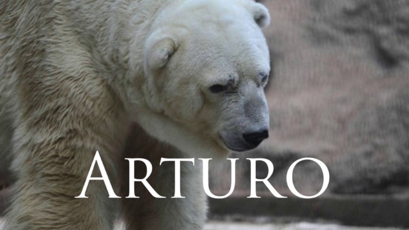 Arturo o urso polar