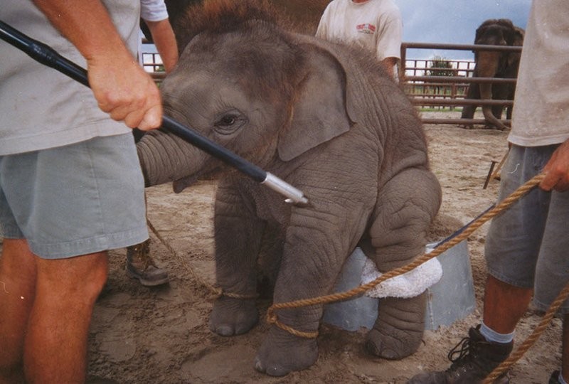 Cria de elefante a ser treinada com gancho