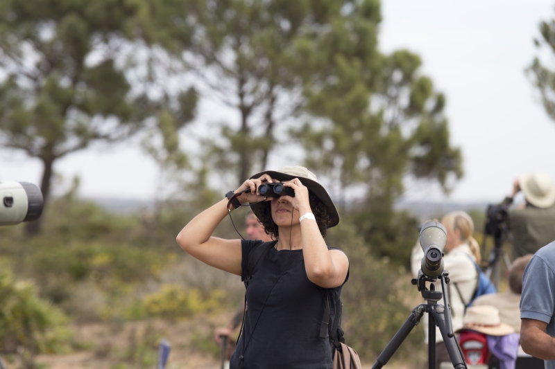 Observação de Aves