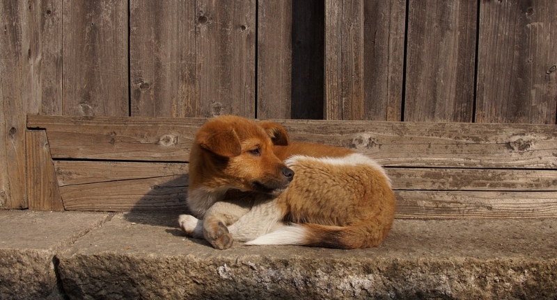 Cão abandonado