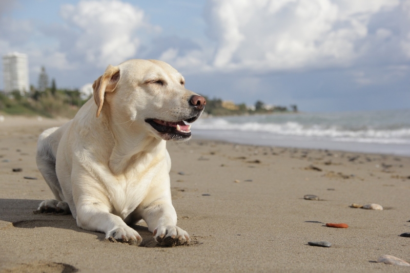 Cão na praia