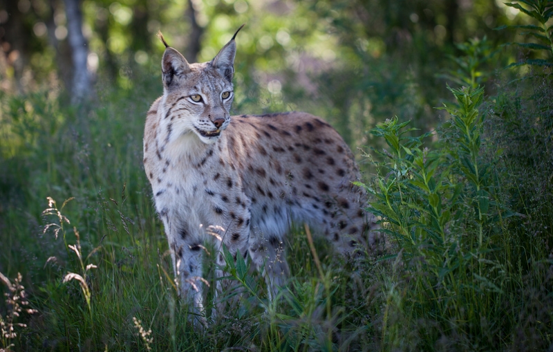 Lince euroasiático