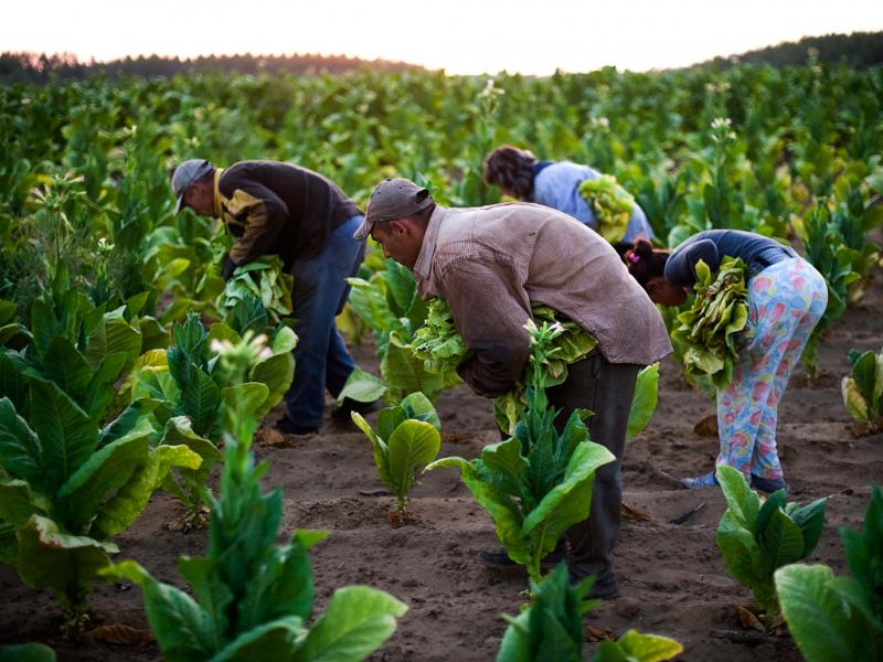 Agricultura