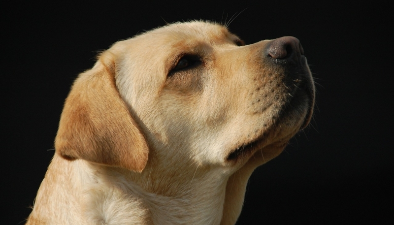 Labrador retrivier