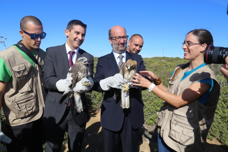 Ministro do Ambiente liberta águia-calçada