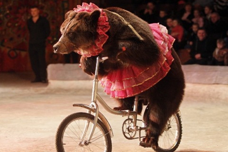 Urso a andar de bicicleta no circo