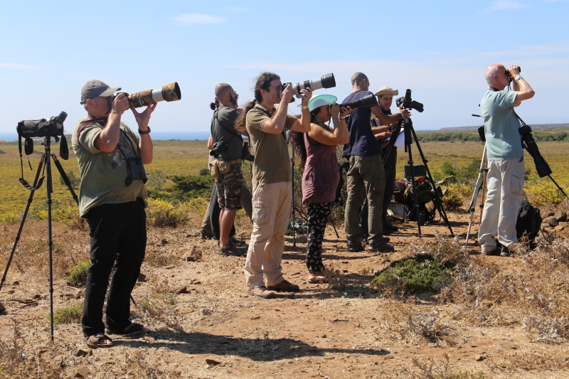 Observação de aves