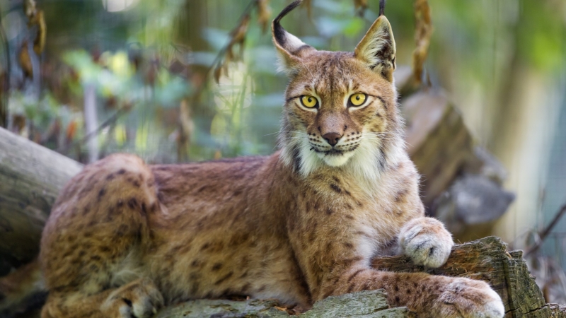 Lince euroasiático