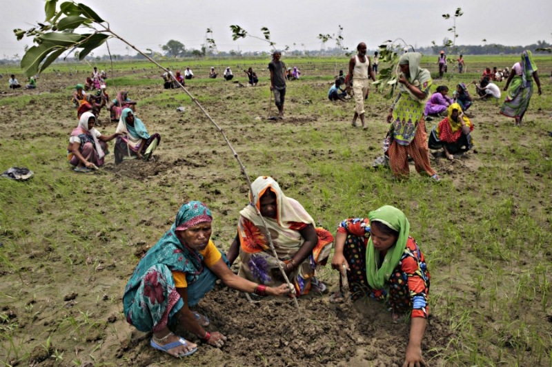 Indianos plantam milhões de árvores