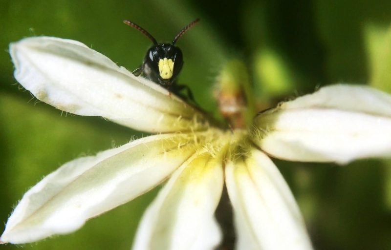 Abelha Hylaeus