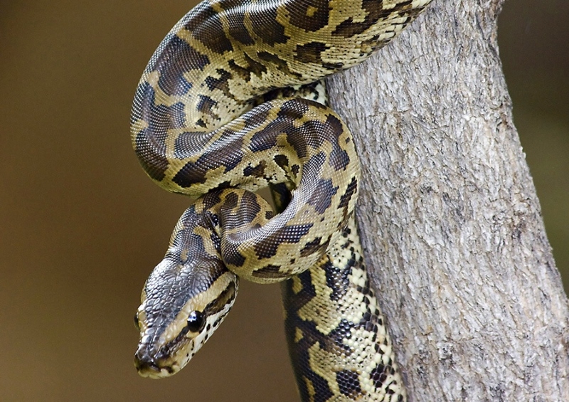 cobra pitão africana