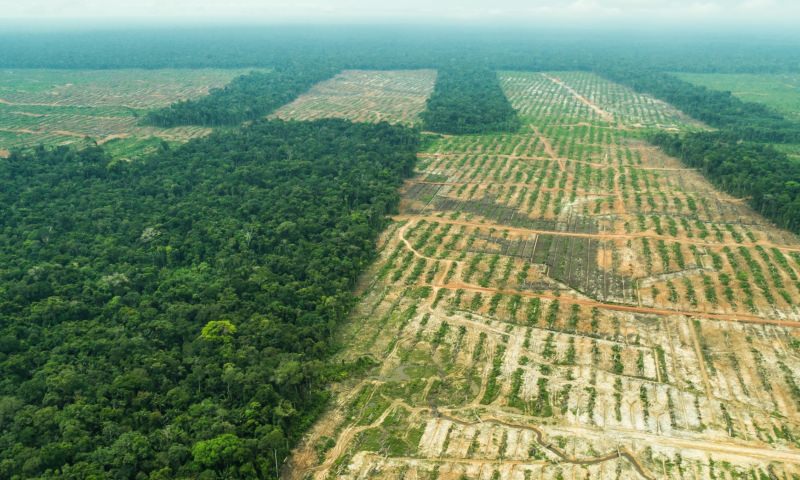 Desflorestação na Amazónia do Peru