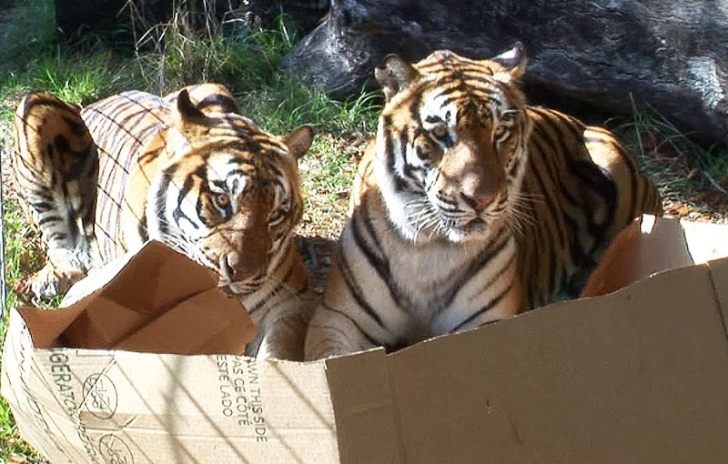 Dois tigres numa caixa de cartão