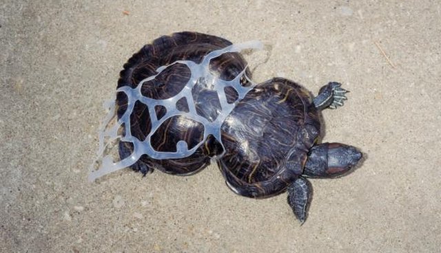 Tartaruga presa em suporte para latas