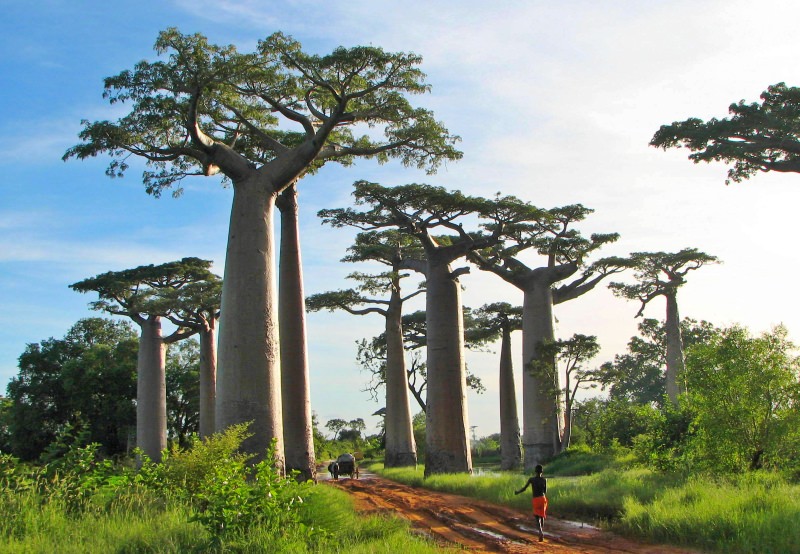 Árvore Baobab