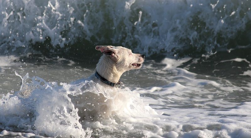 Cão na praia