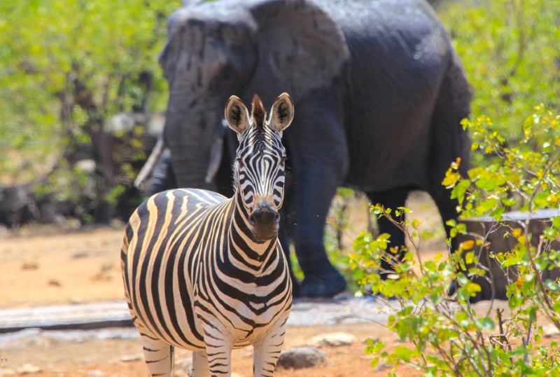 Elefante africano e zebra