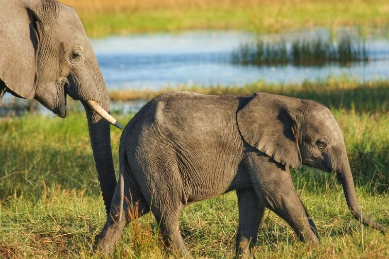 Elefante e cria