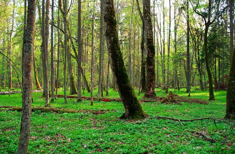 Floresta Bialowieza