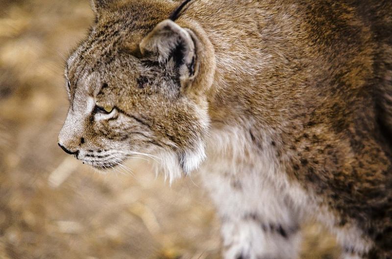 Lince ibérico