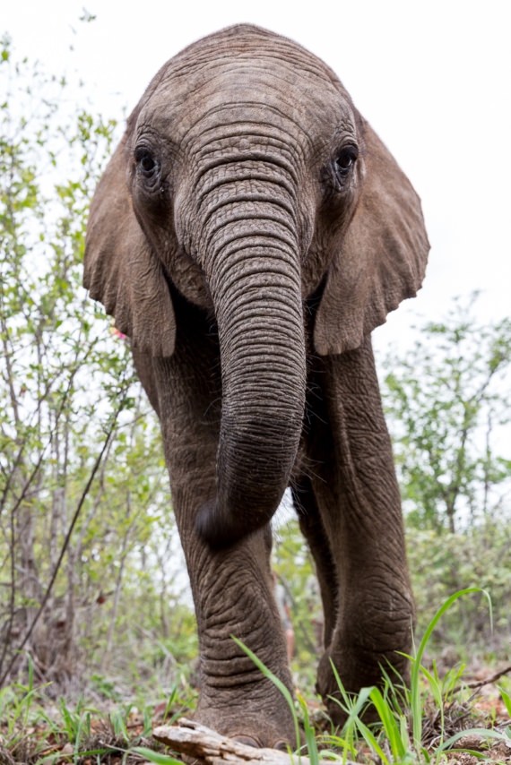 A cria de elefante Timisa