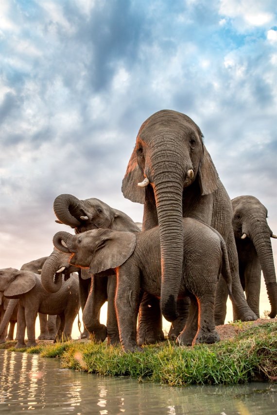 Timisa e a sua mãe adotiva, Limpopo