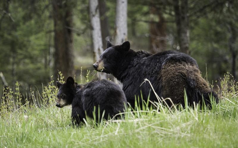 Urso negro e cria