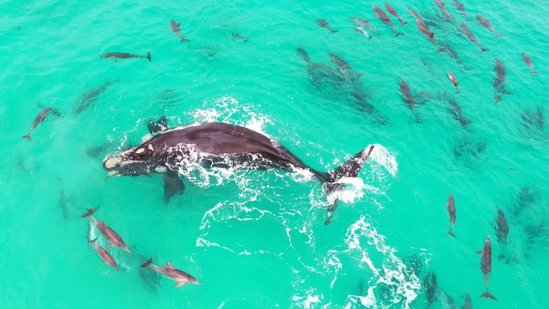 Baleia e golfinhos a nadar