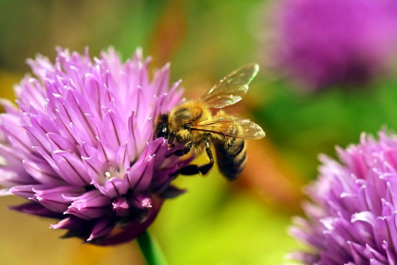 Abelha recolhe néctar numa flor