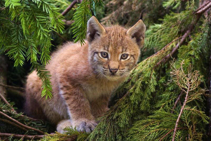 Cria de lince-euroasiático