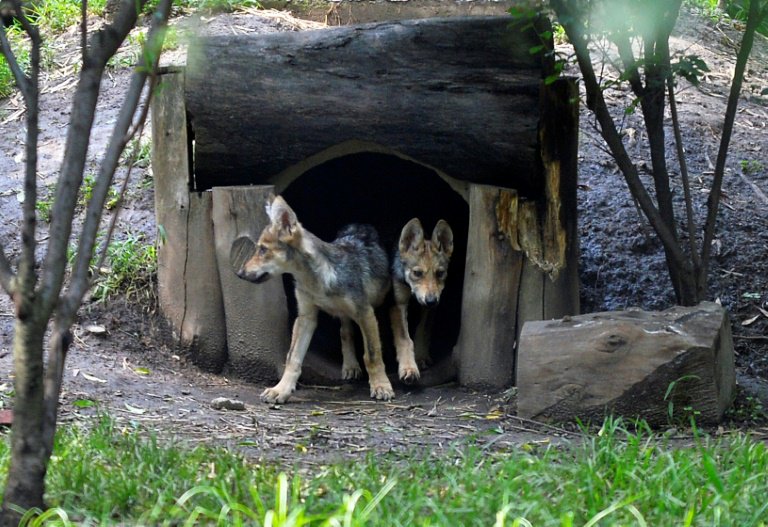 Duas das sete crias de uma ninhada de lobo-mexicano nascida no México