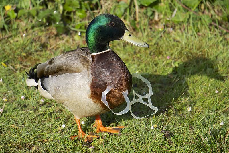 Pato com plástico à volta do pescoço