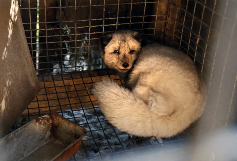 Raposa confinada numa pequena jaula de metal numa quinta de produção de peles